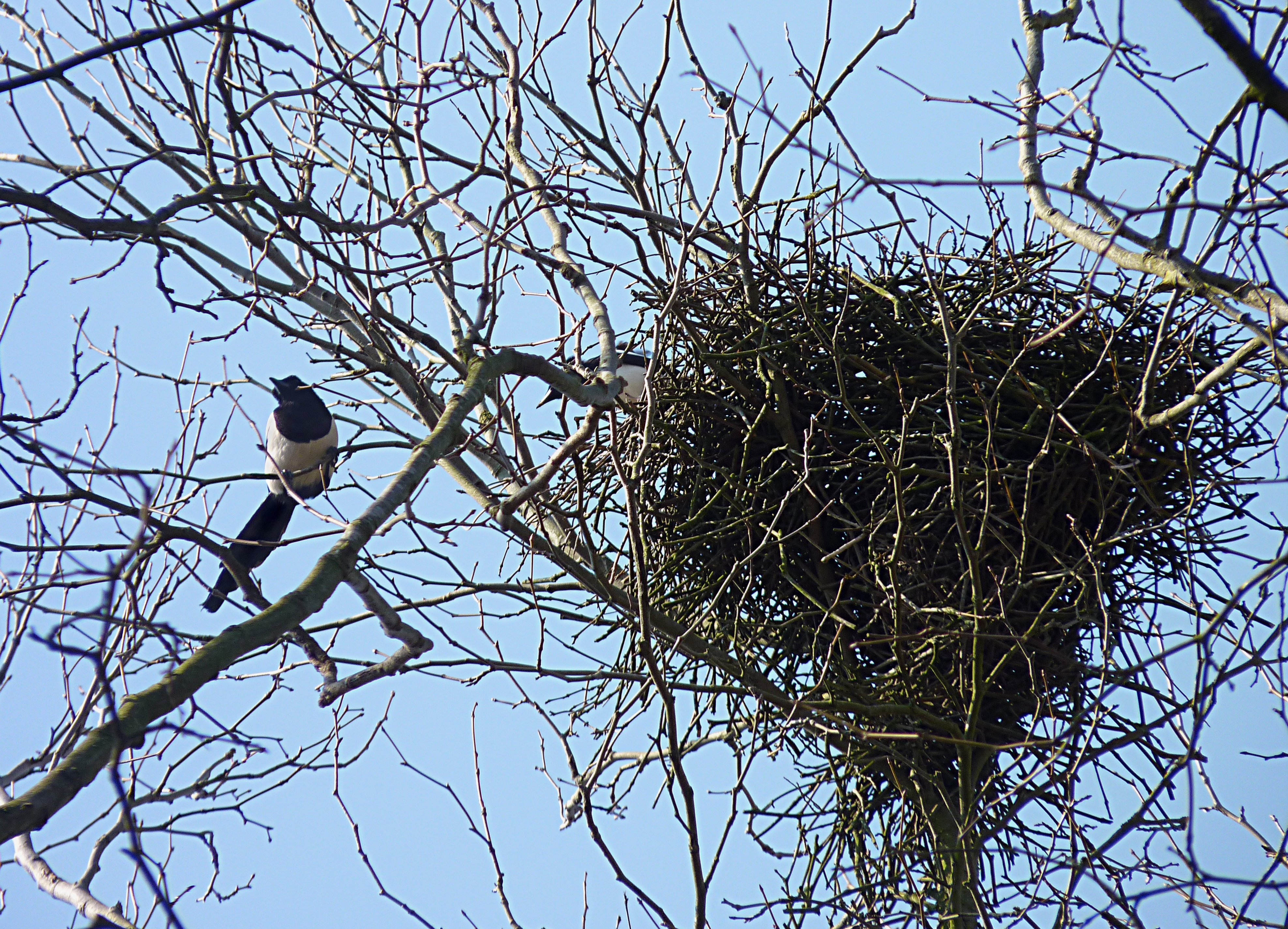 Eurasian Magpies near their nest, in the municipal park of Mouscron, Belgium. Photo by [Jamain](https://commons.wikimedia.org/wiki/User:Jamain) via [Wikimedia](https://commons.wikimedia.org/wiki/File:Magpies_near_their_nest_J1.jpg). ([CC BY-SA 3.0](https://creativecommons.org/licenses/by-sa/3.0/deed.en)).