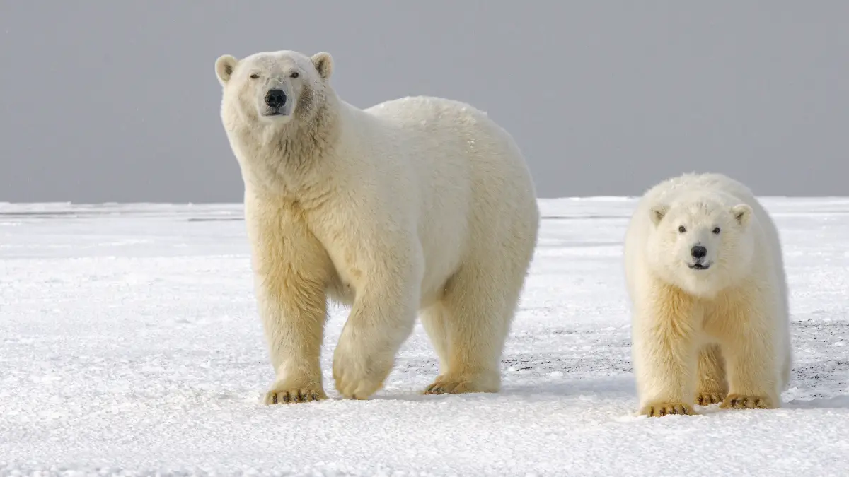 Two polar bears against a gray sky.